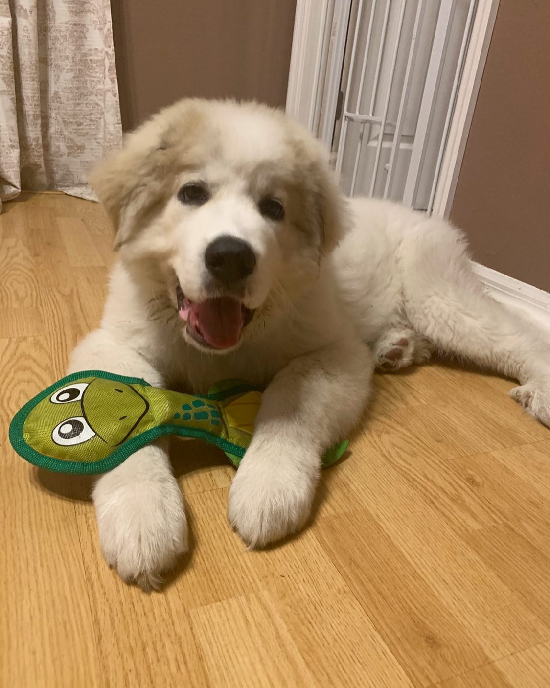 Gus