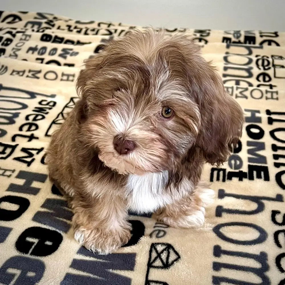 Mia