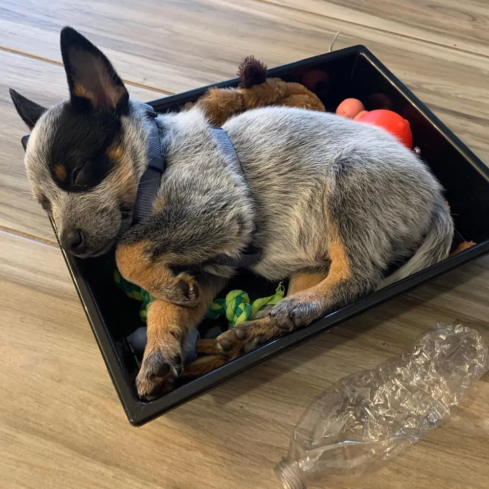 Heeler