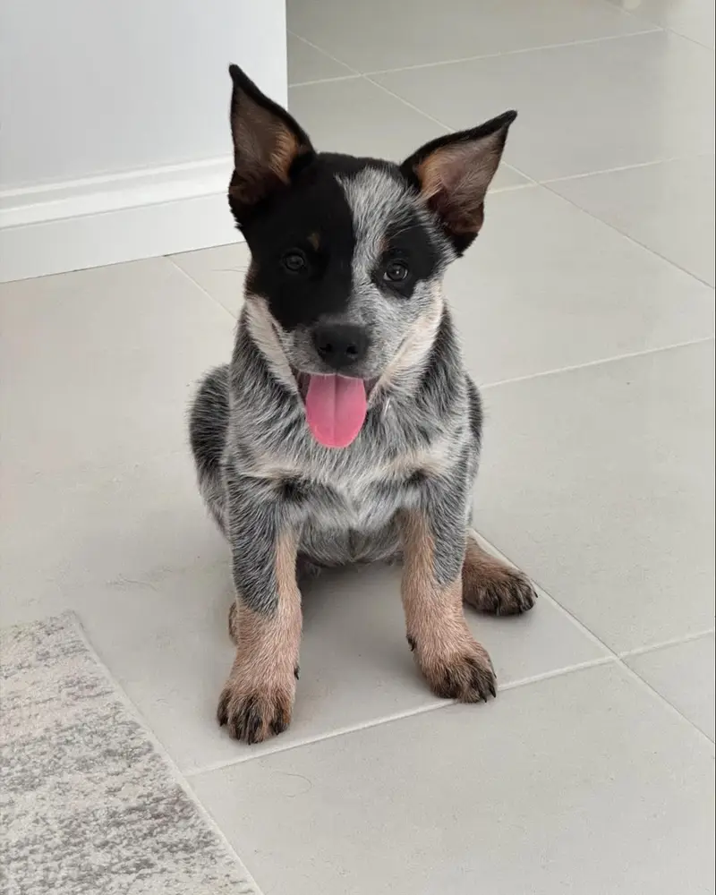 Maggie