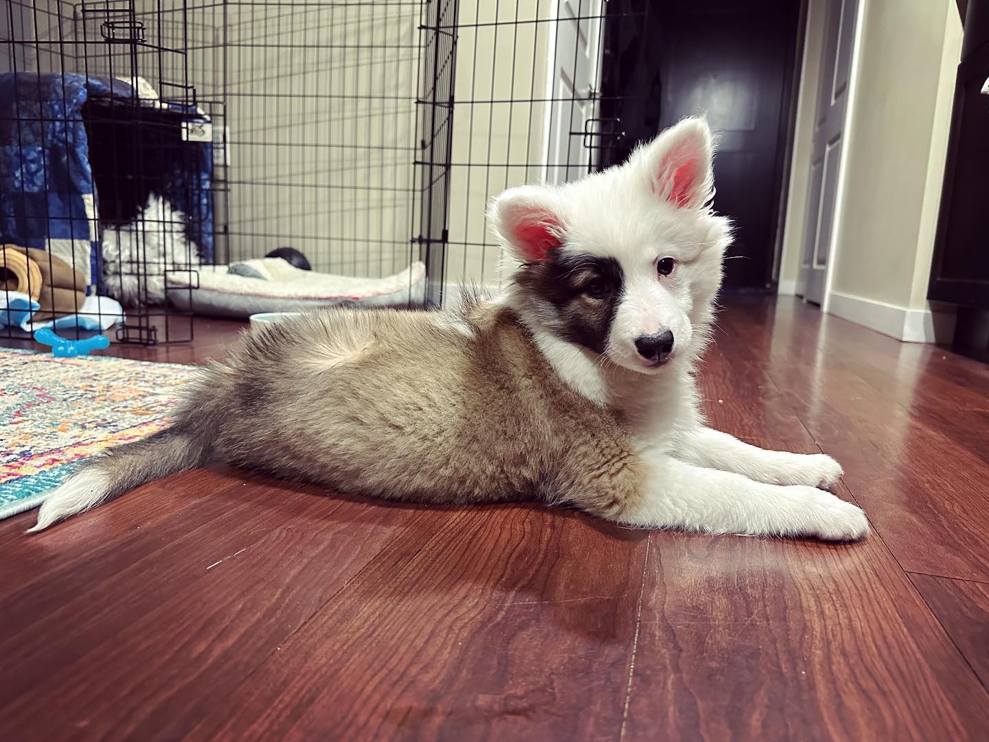 Islandhund