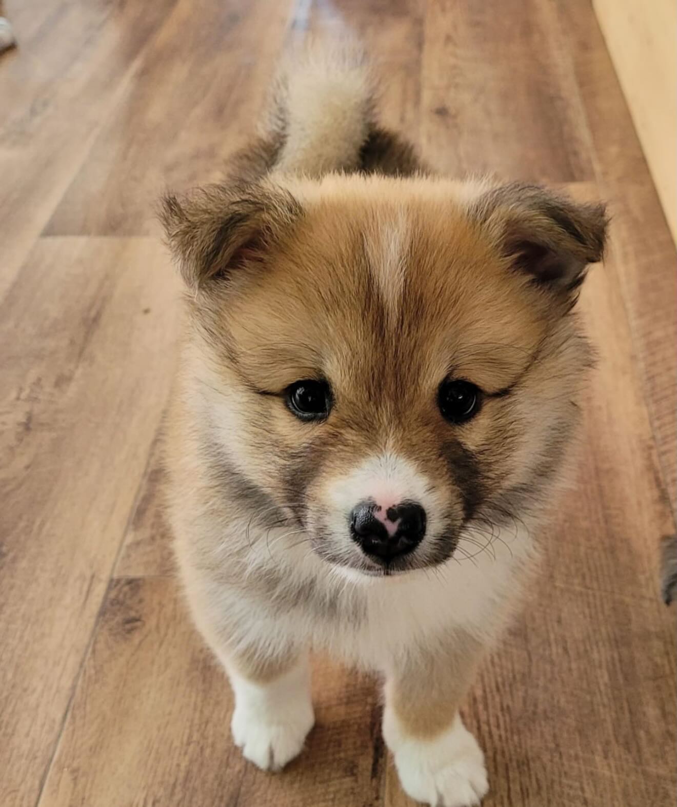 Kun