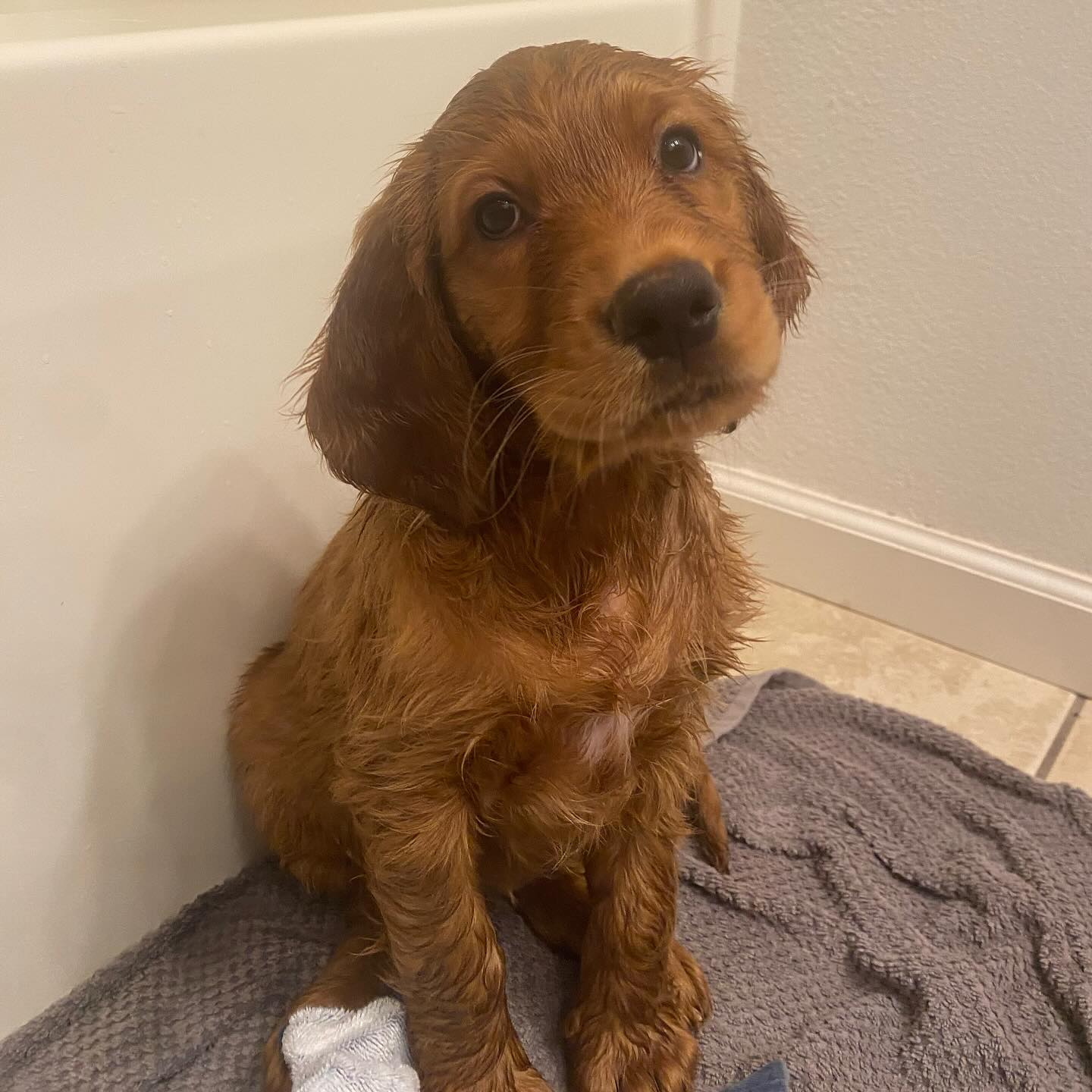 Irish Setter