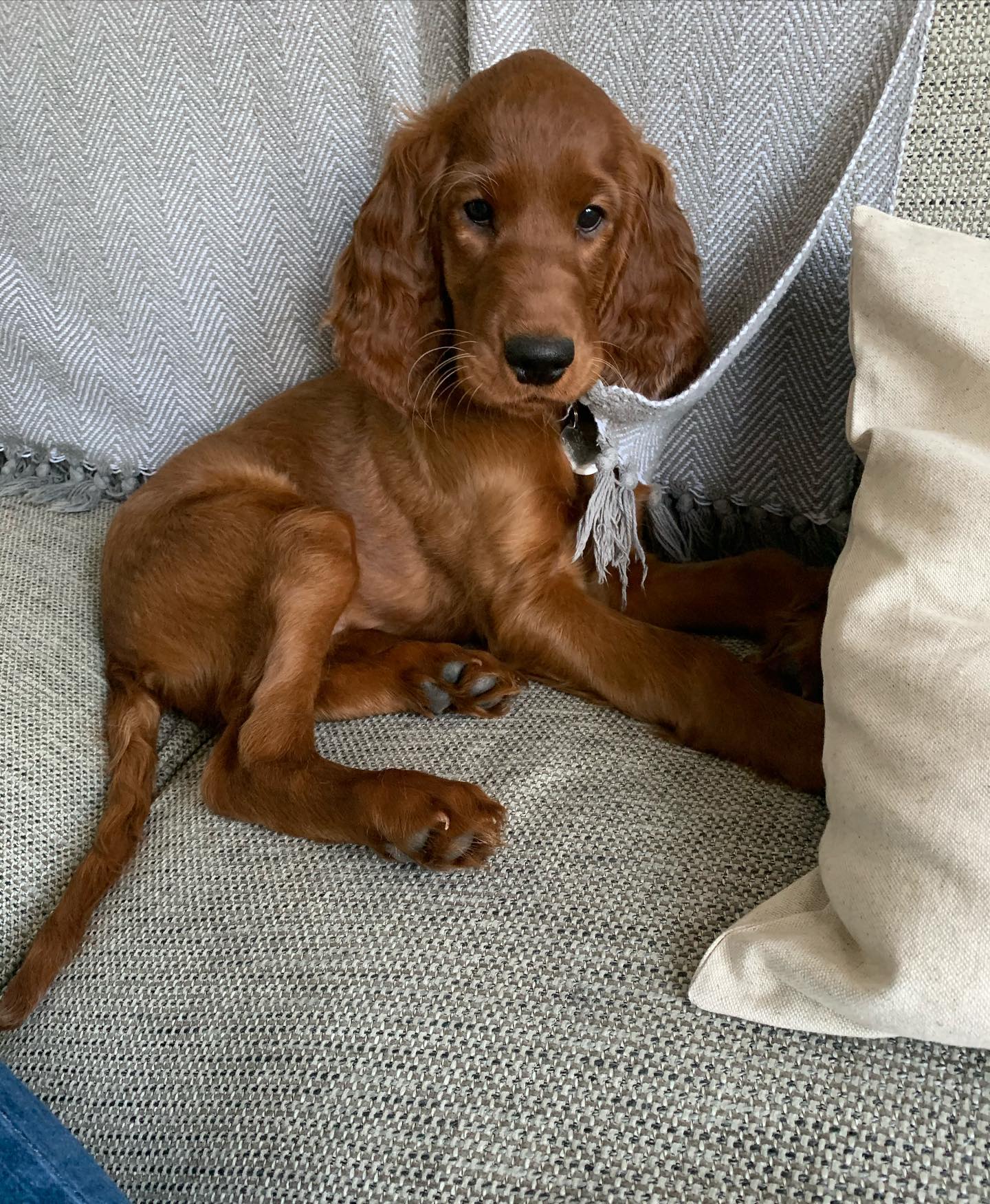 Pipa