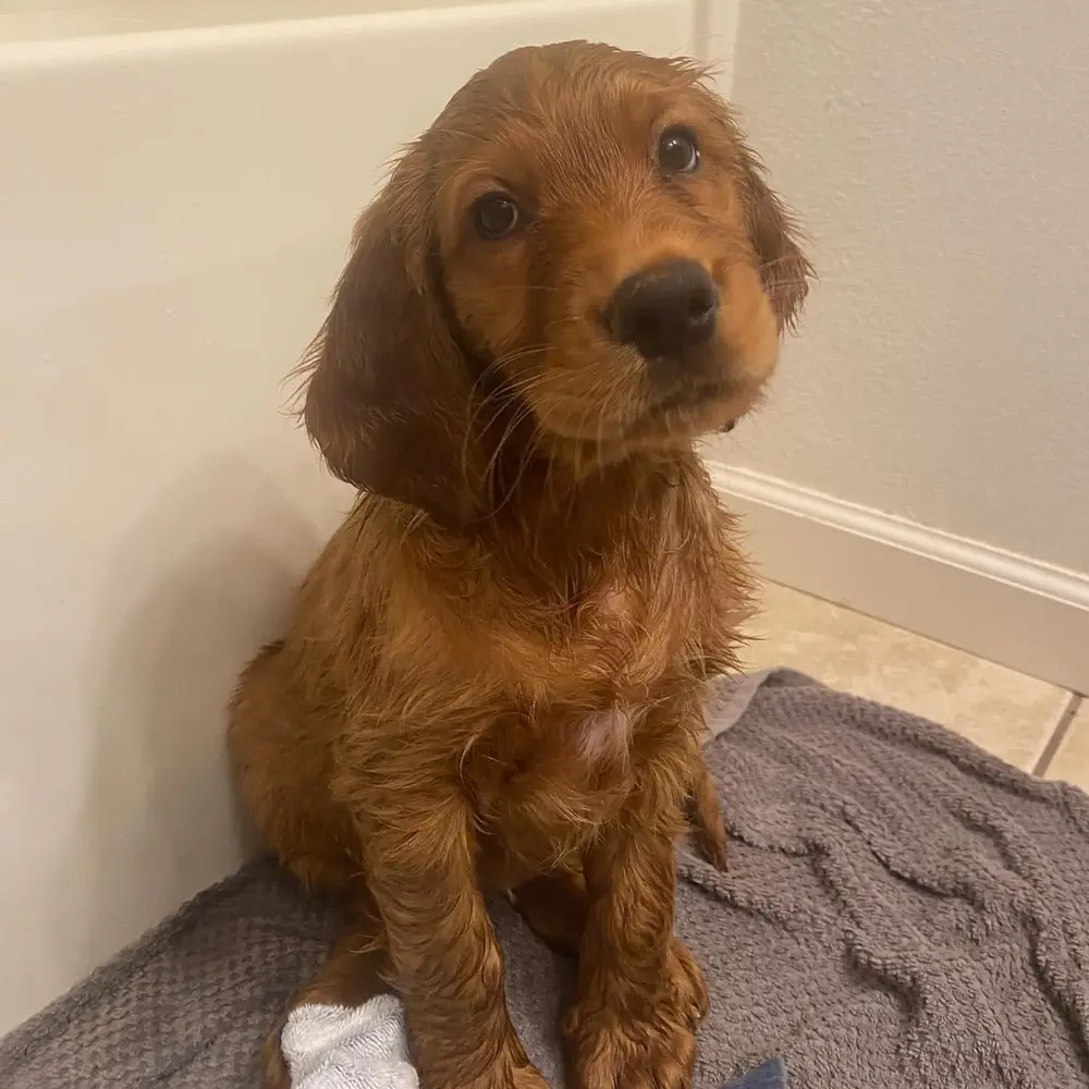 Irish Setter