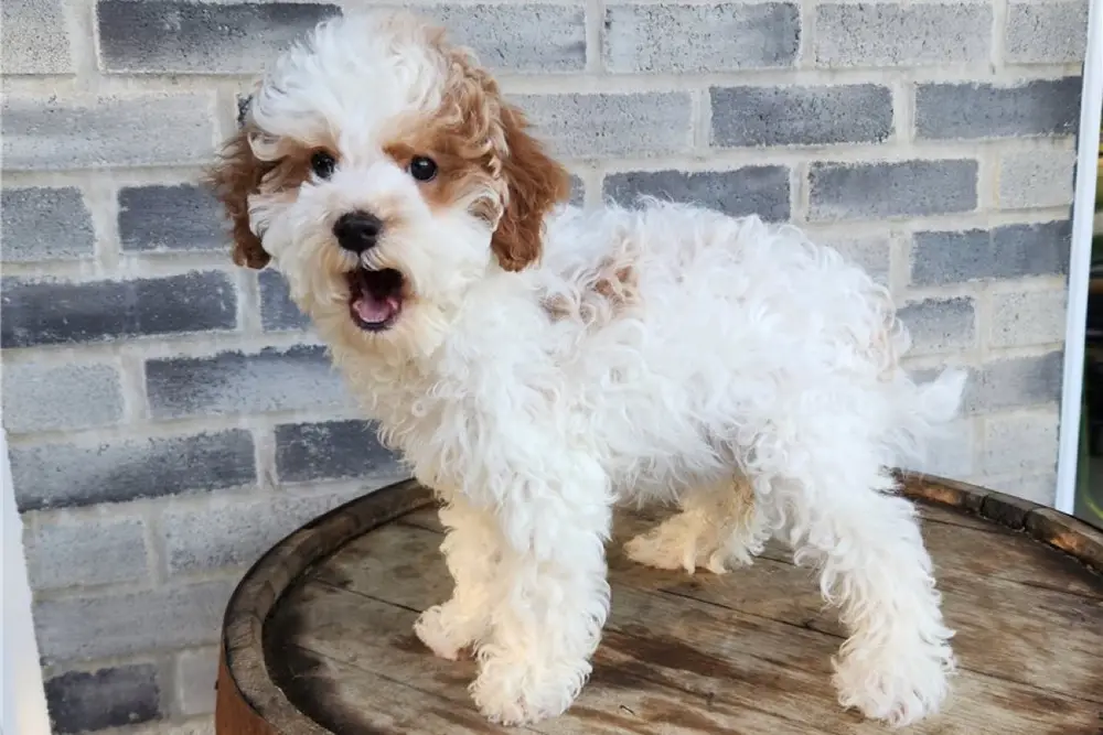Irishdoodle