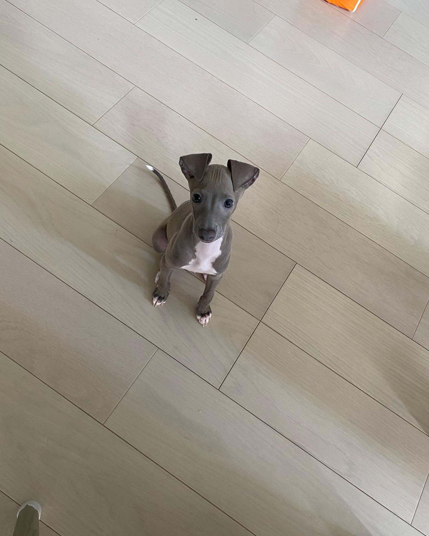 Pino