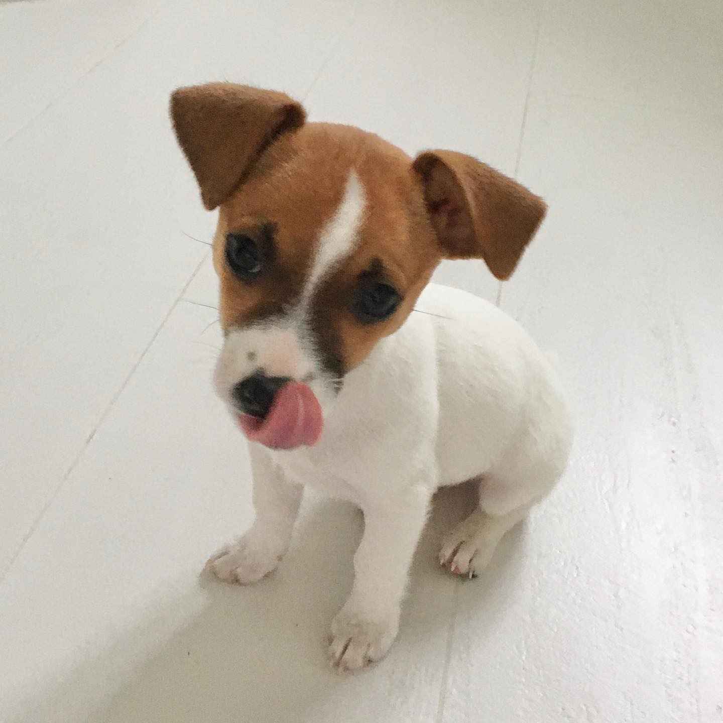 Jack Russell Terrier