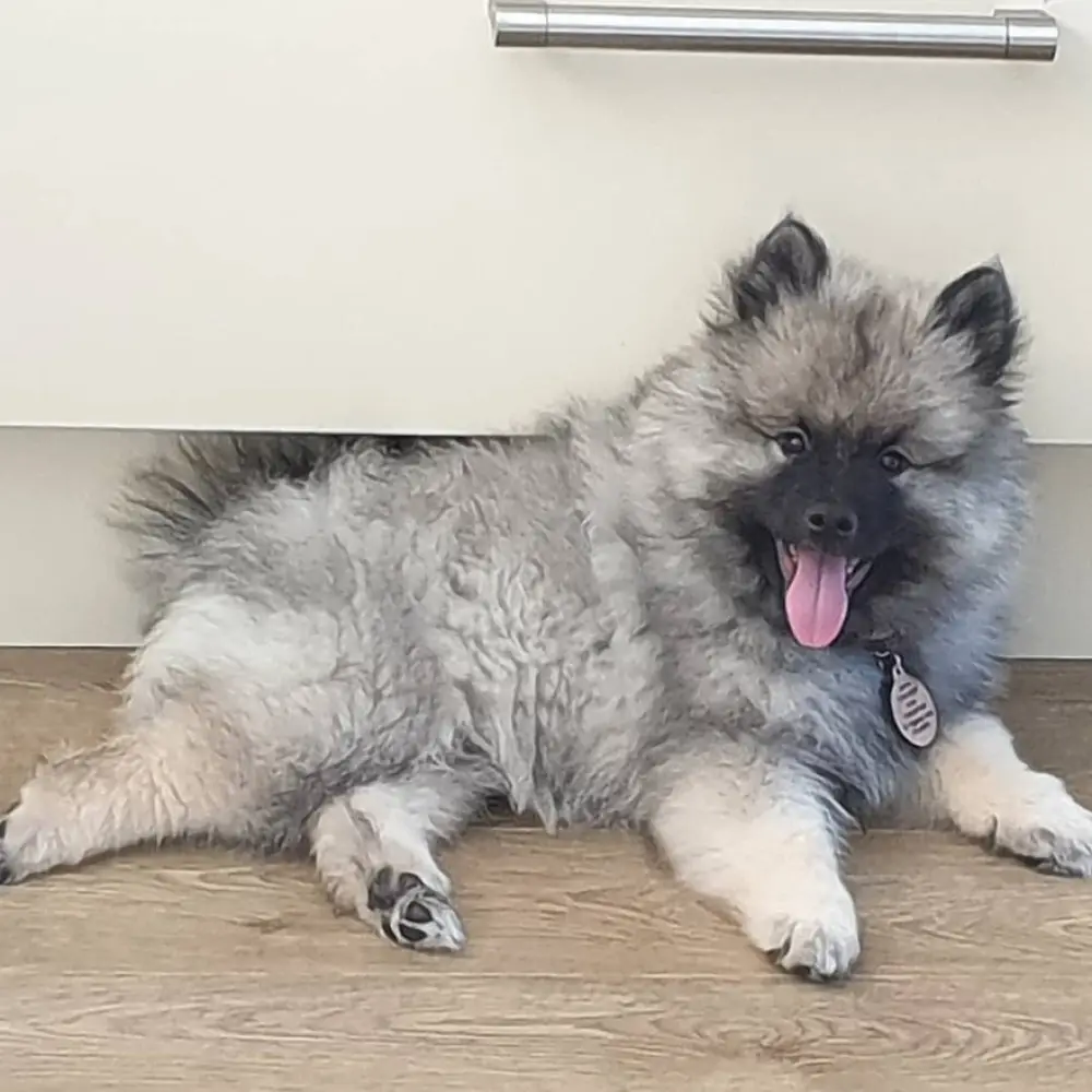 Max