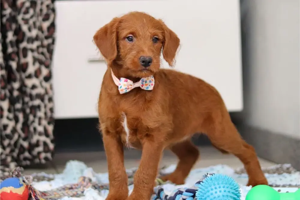Labradoodle