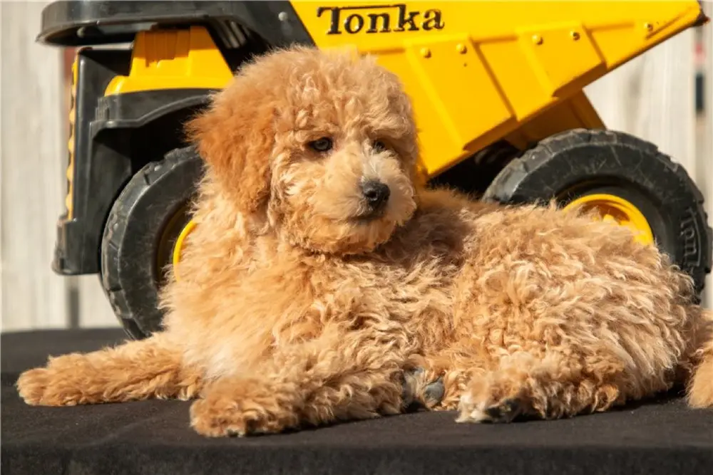 Sussy