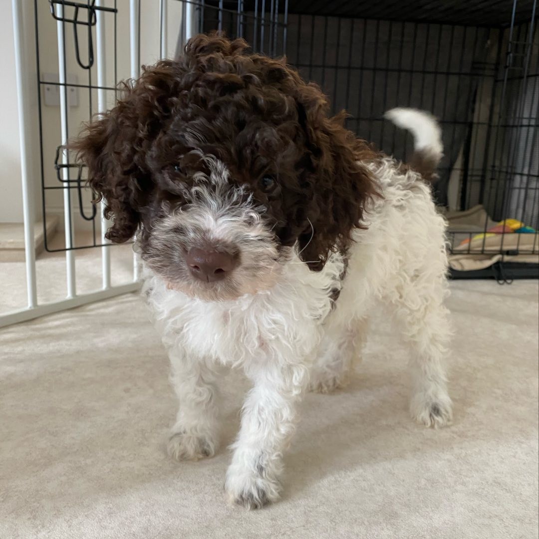 Lagotto Romagnolo