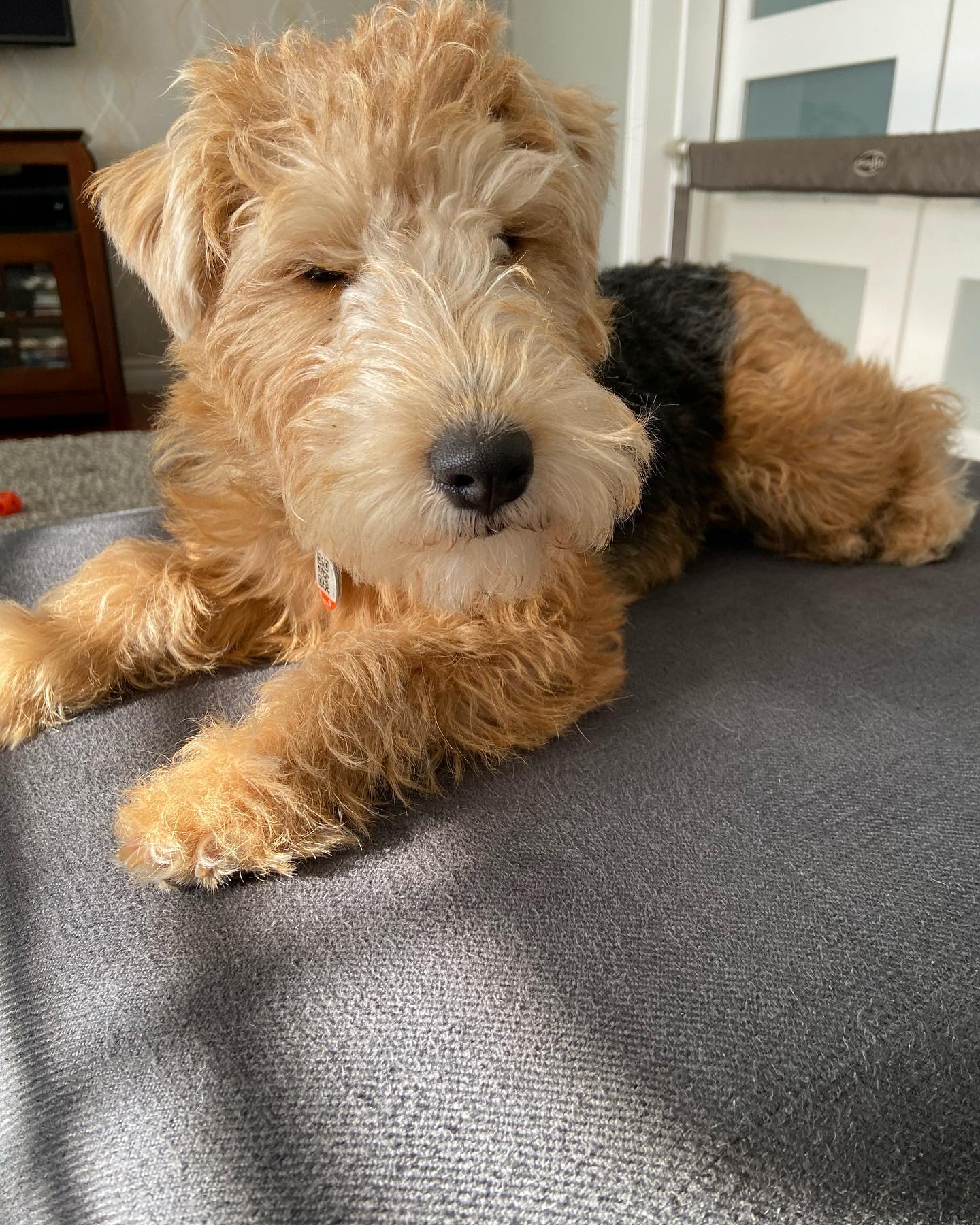 Lakeland Terrier