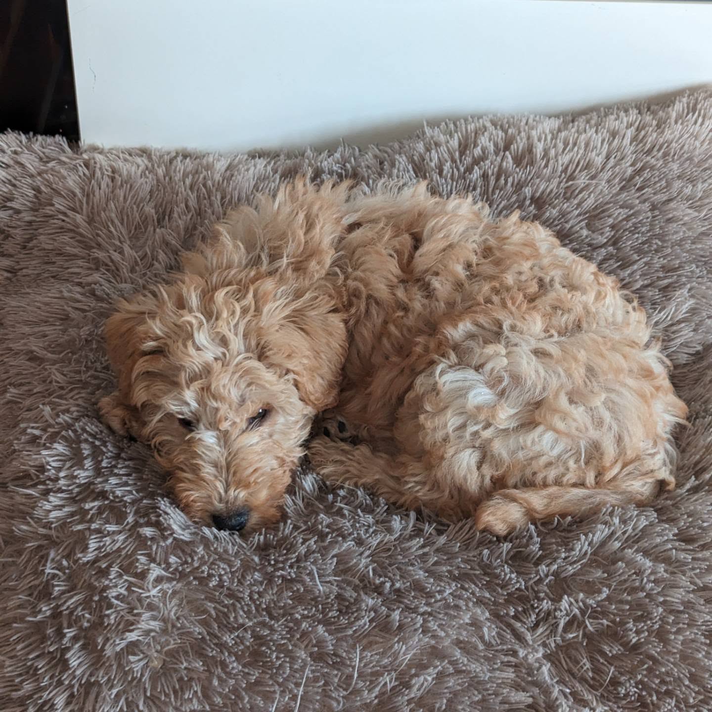 Winnie