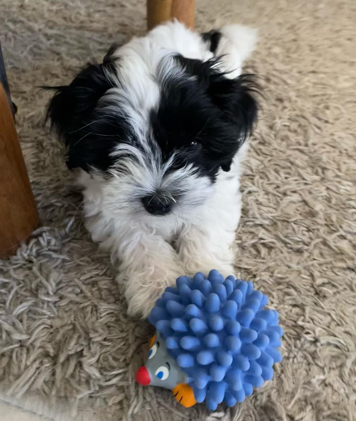 Lhasa Apso