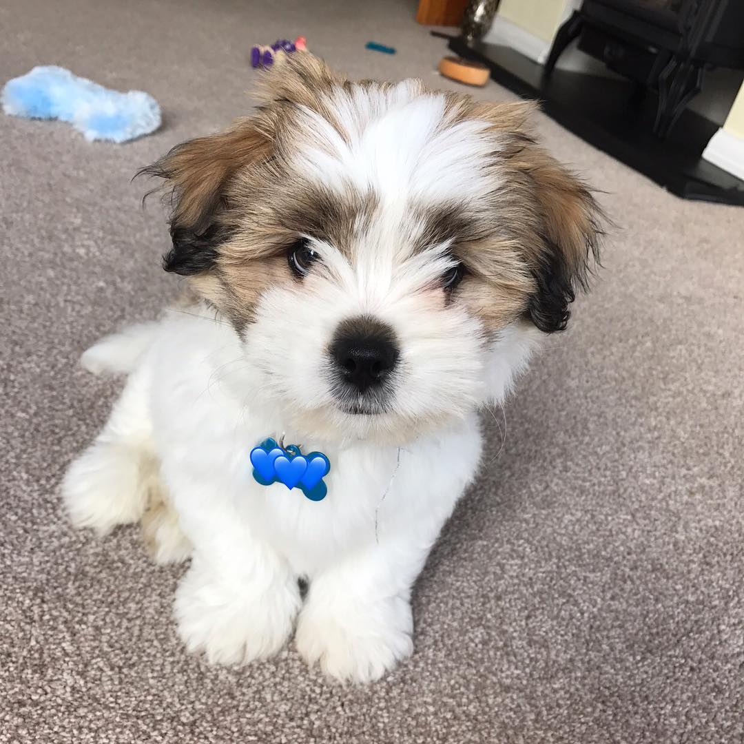 Bernie