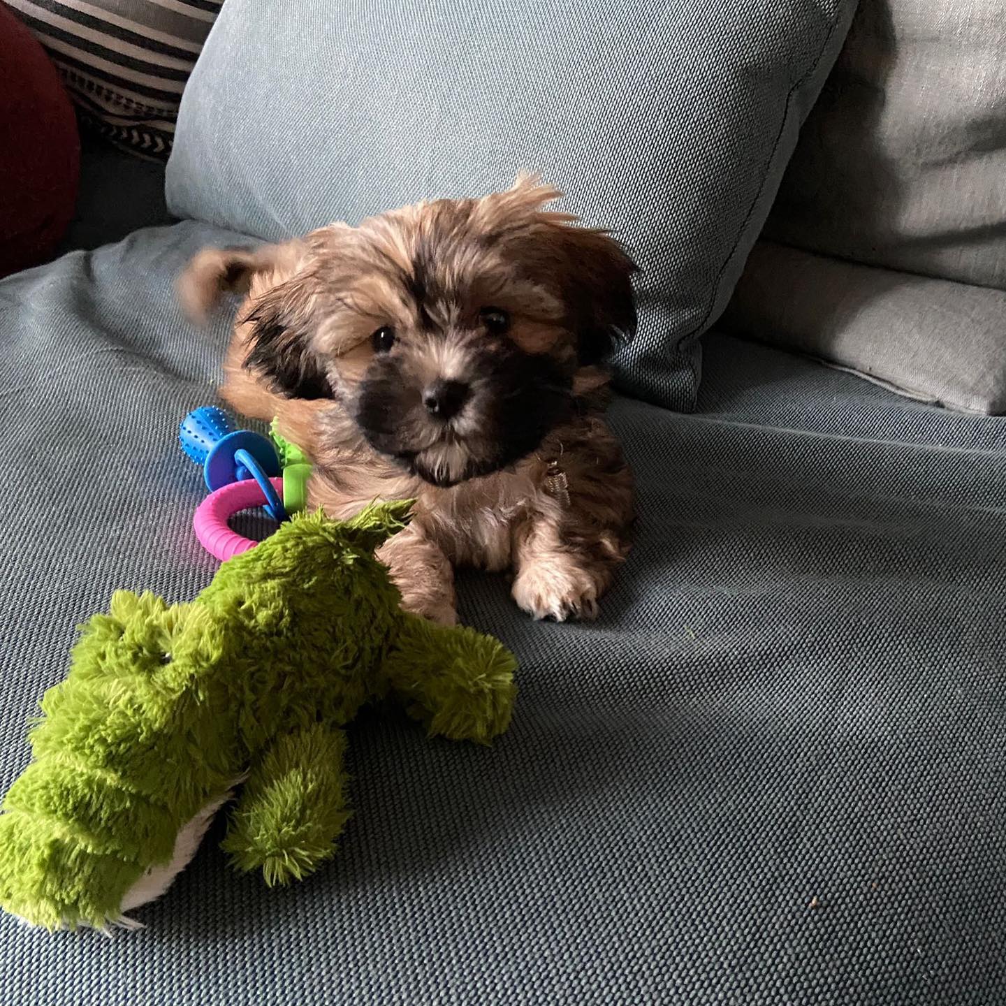 Zoe