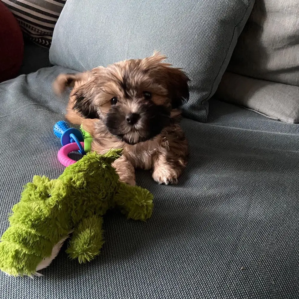 Zoe