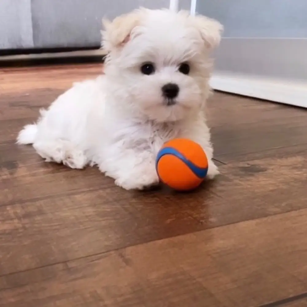 Yuki