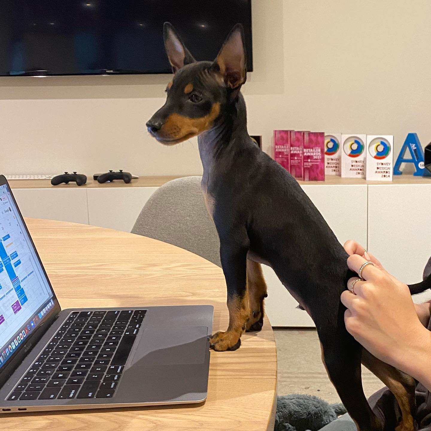 Manchester Terrier
