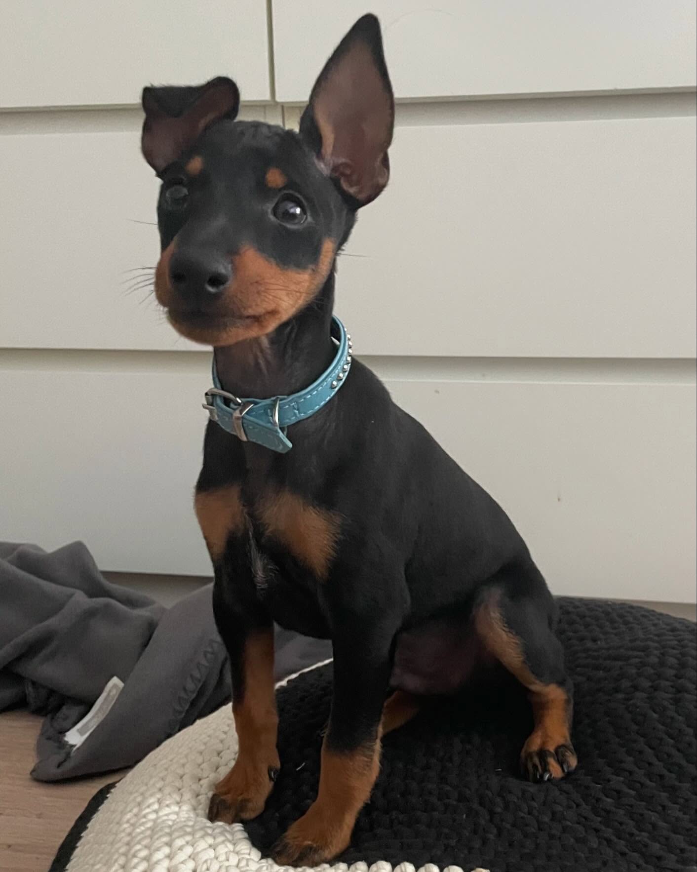 Rico