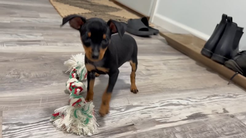 Zwergpinscher