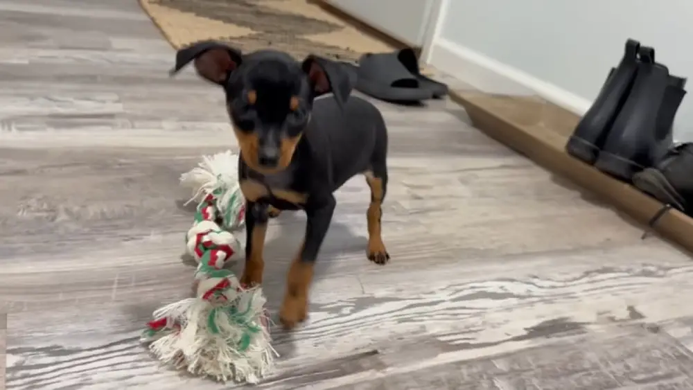 Zwergpinscher