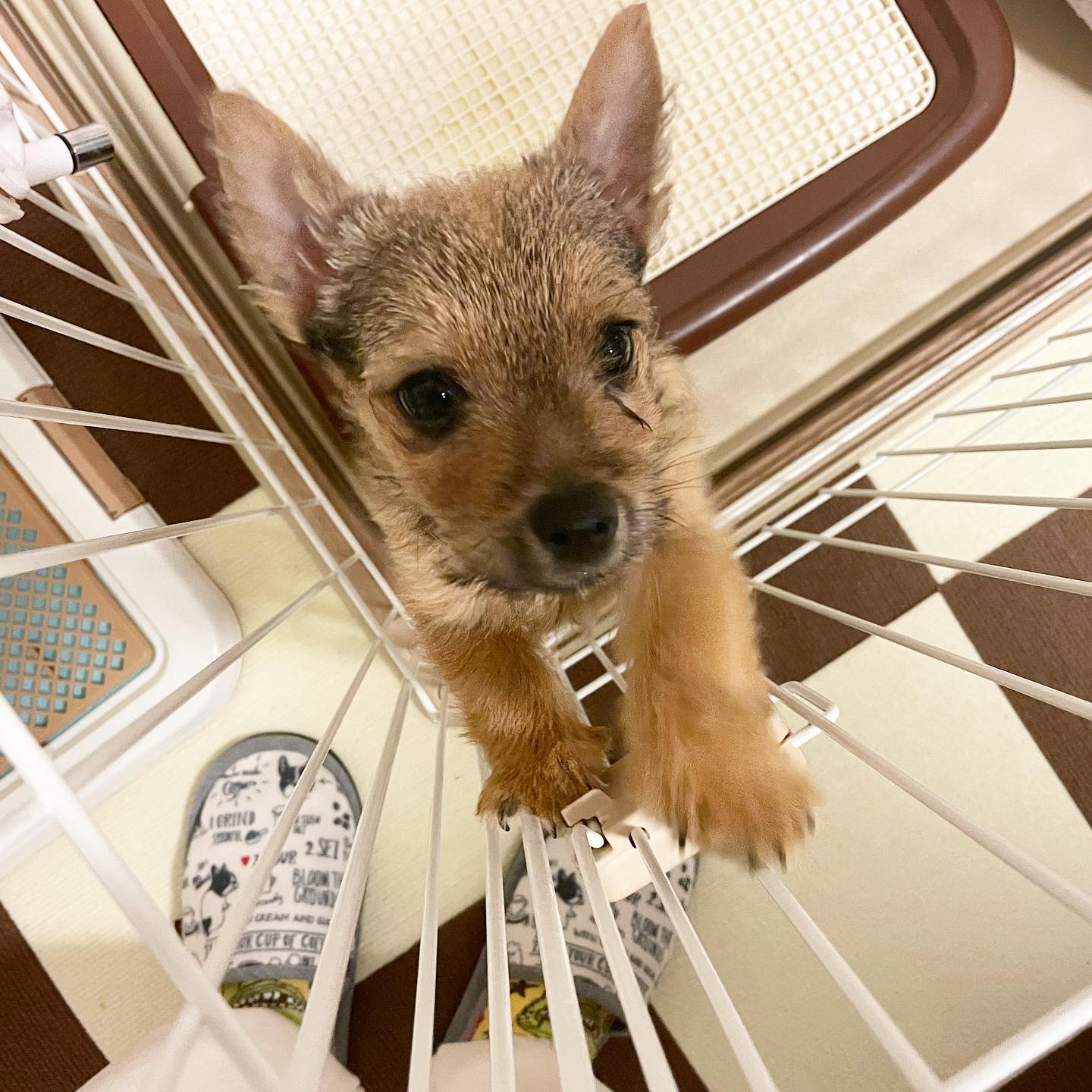 Norwich Terrier