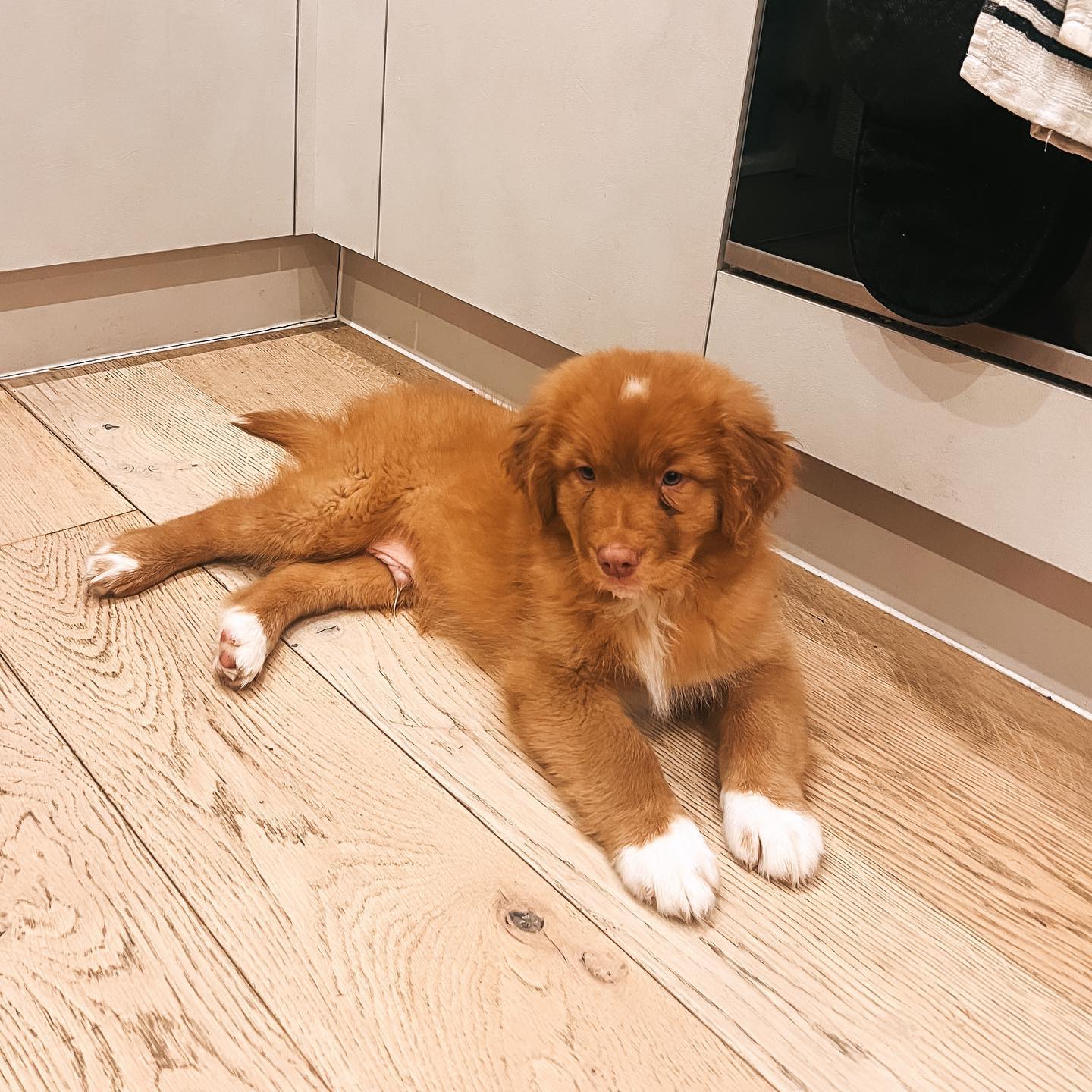 Nova Scotia Duck Tolling Retriever