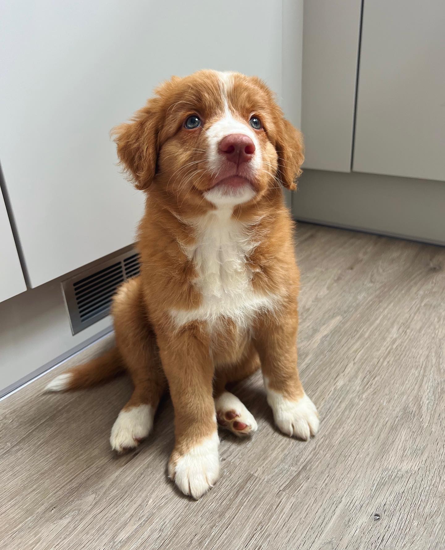 Mimi