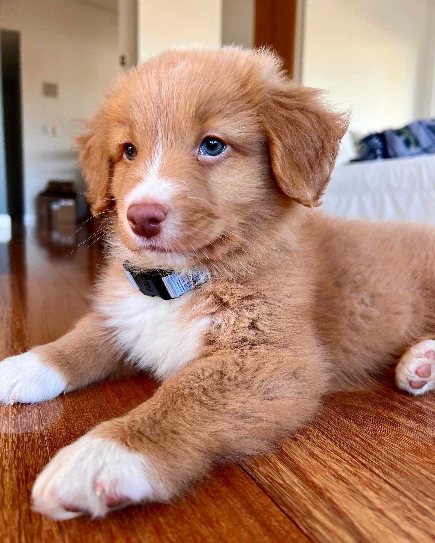 Remi