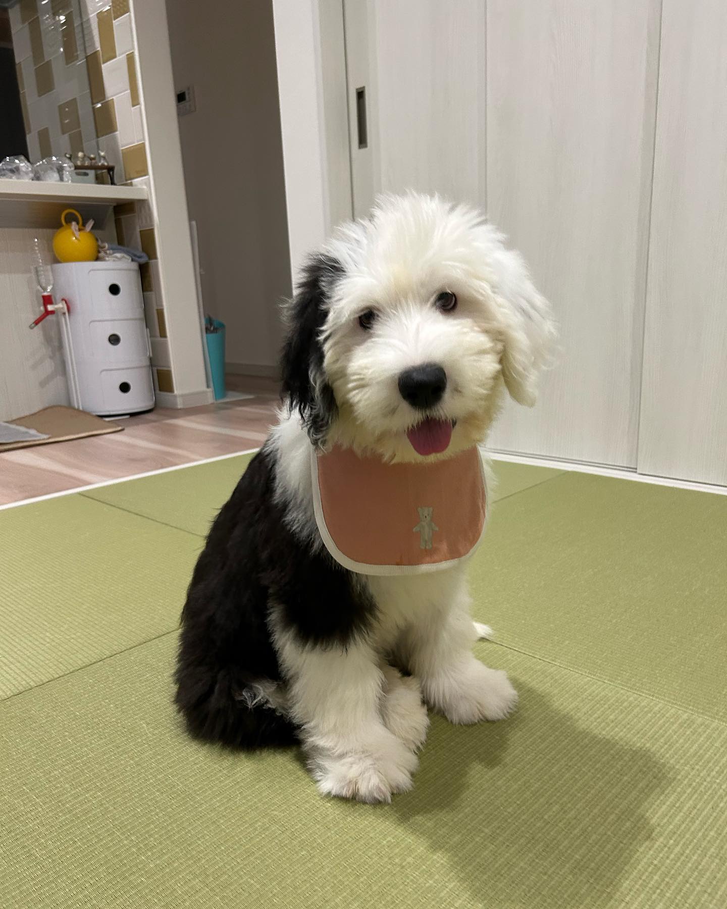 Old English Sheepdog