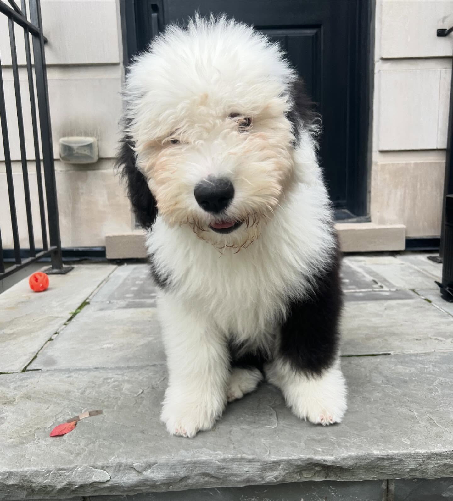 Sully