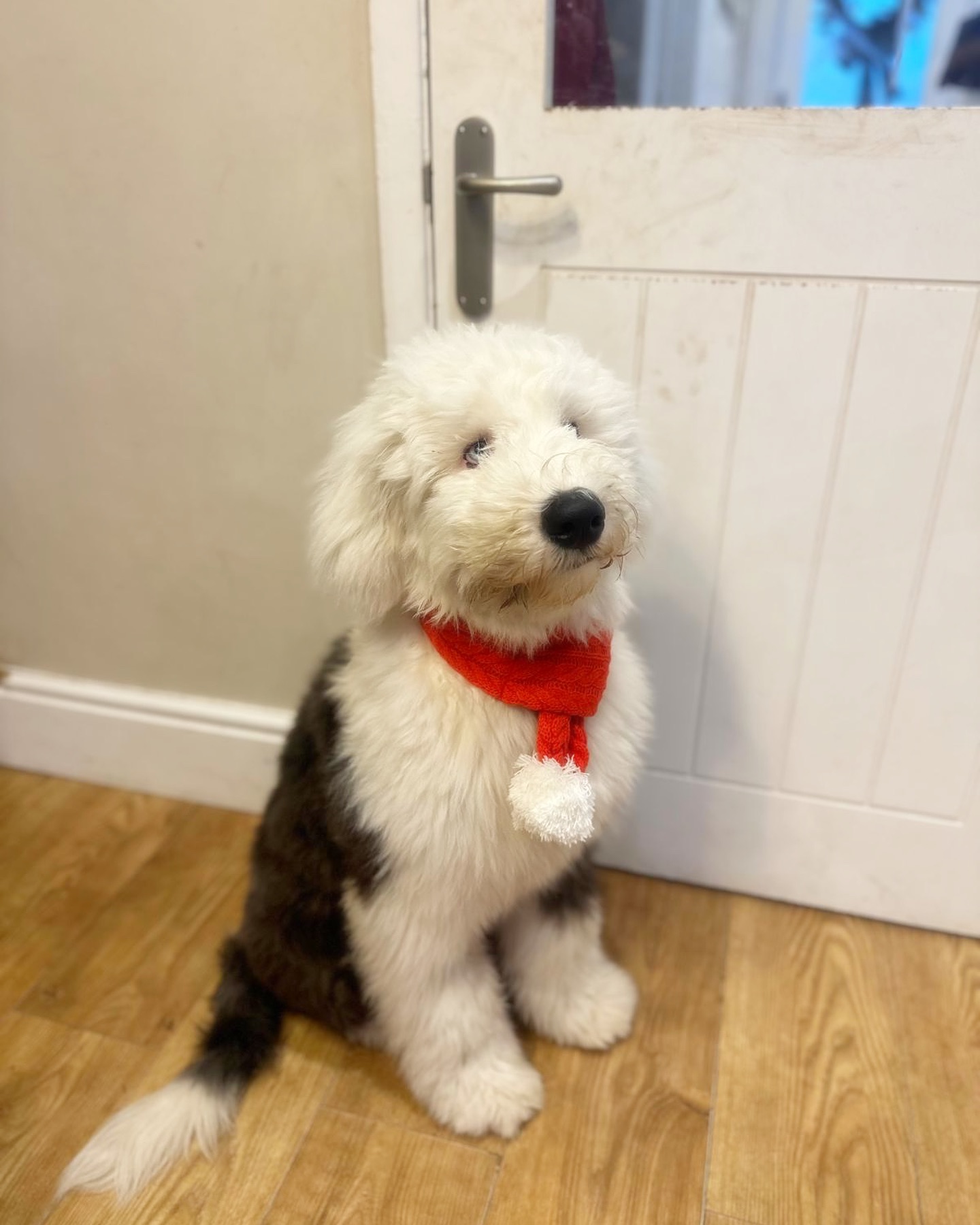Toby