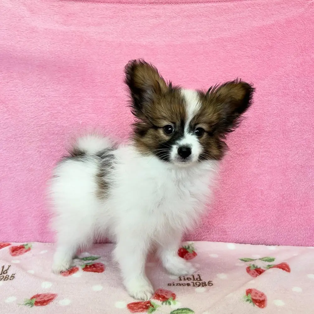 Papillon