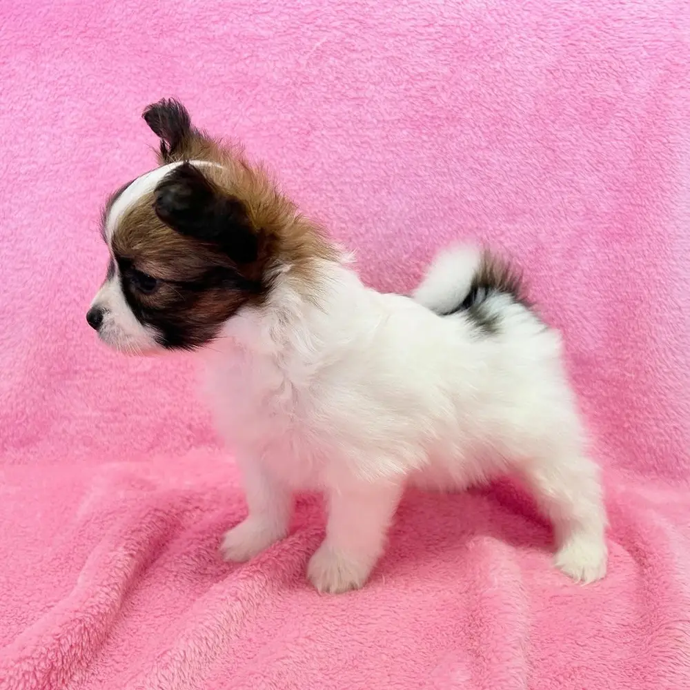 Coco