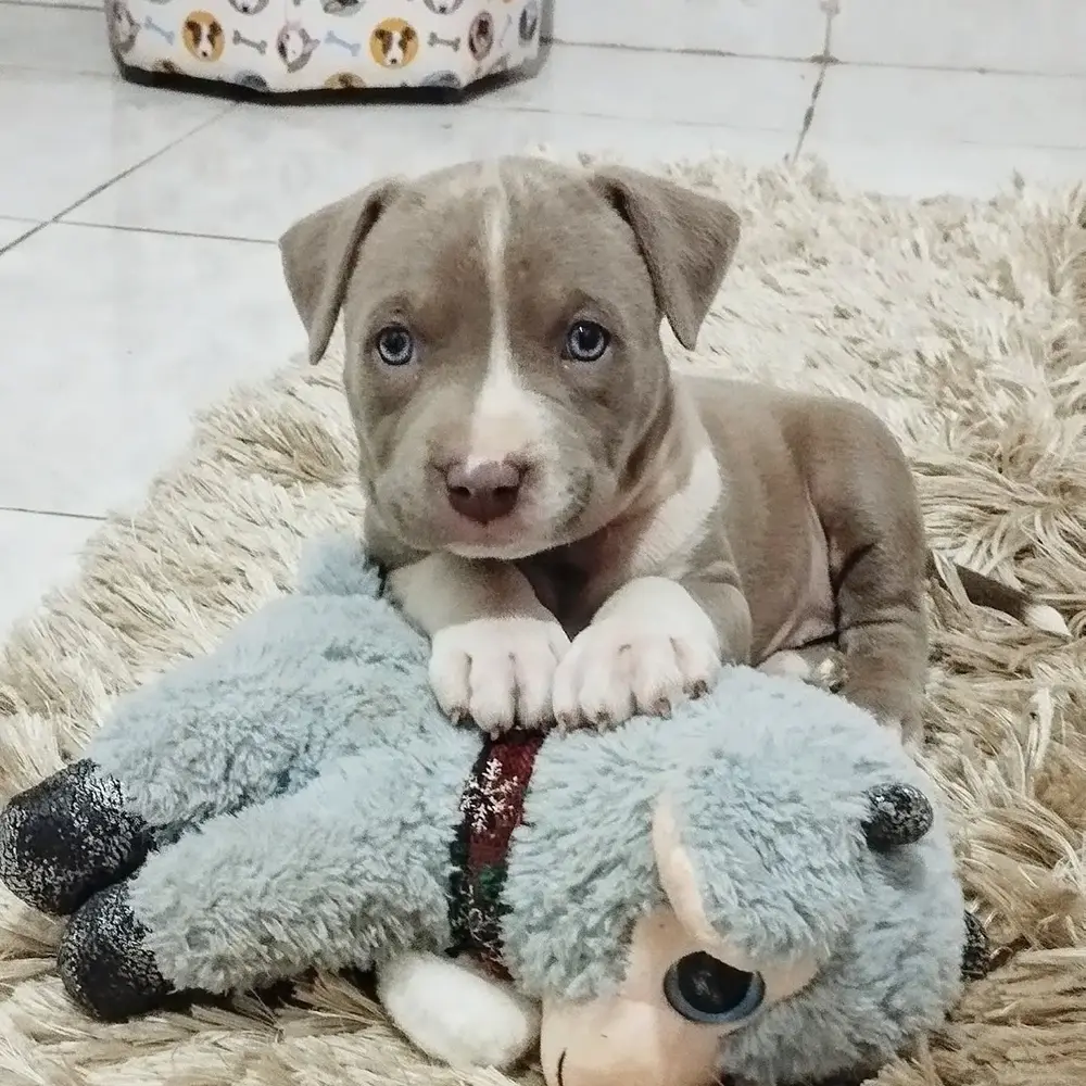 Pitbull