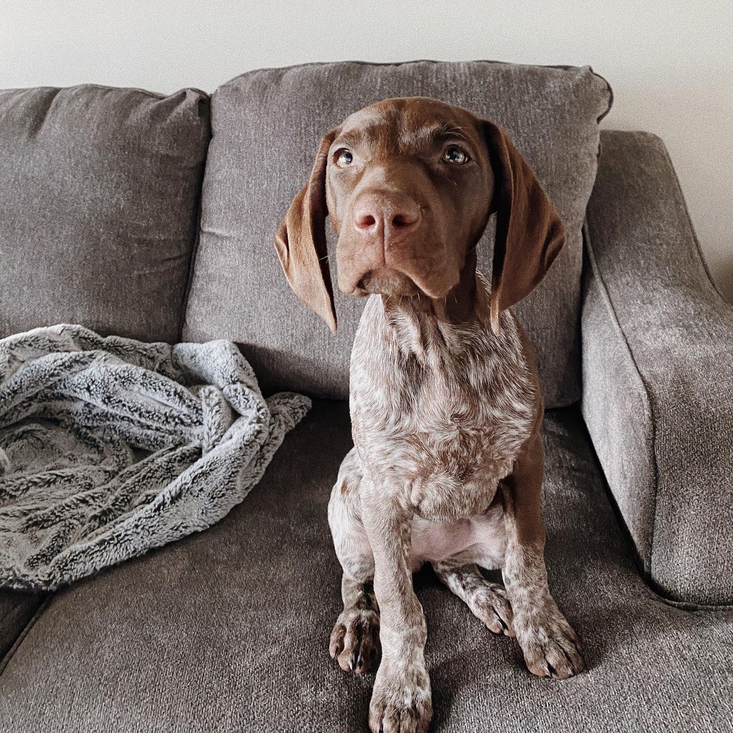 Pointer
