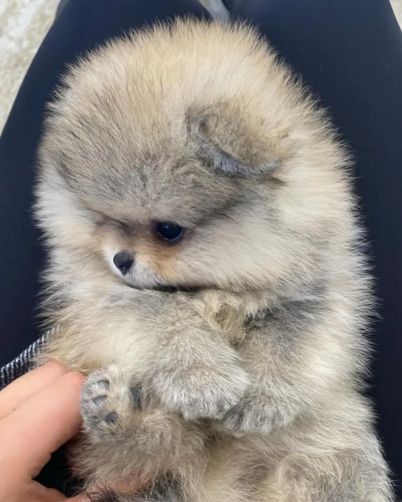Coco