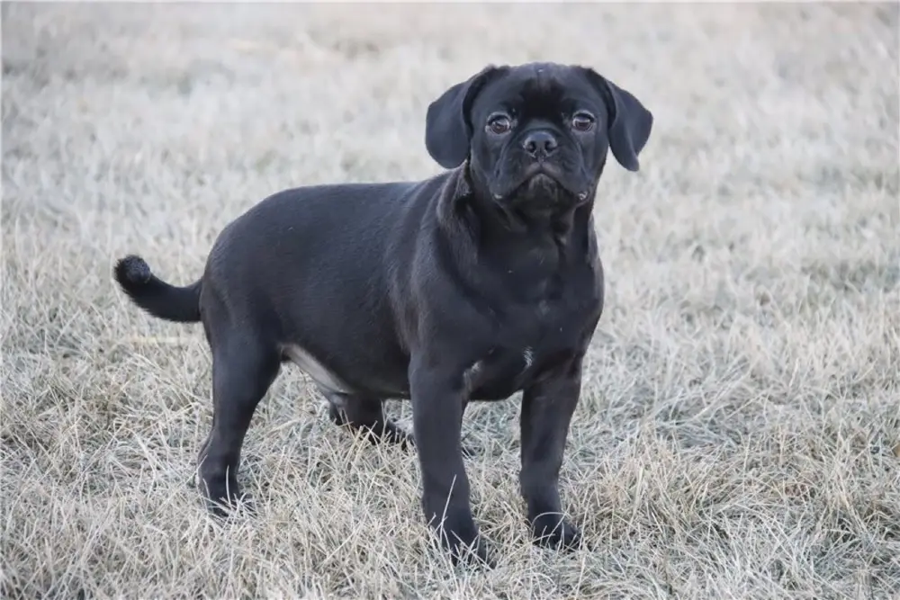 Puggle