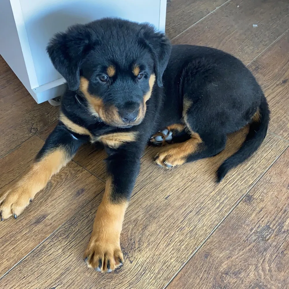 Myla