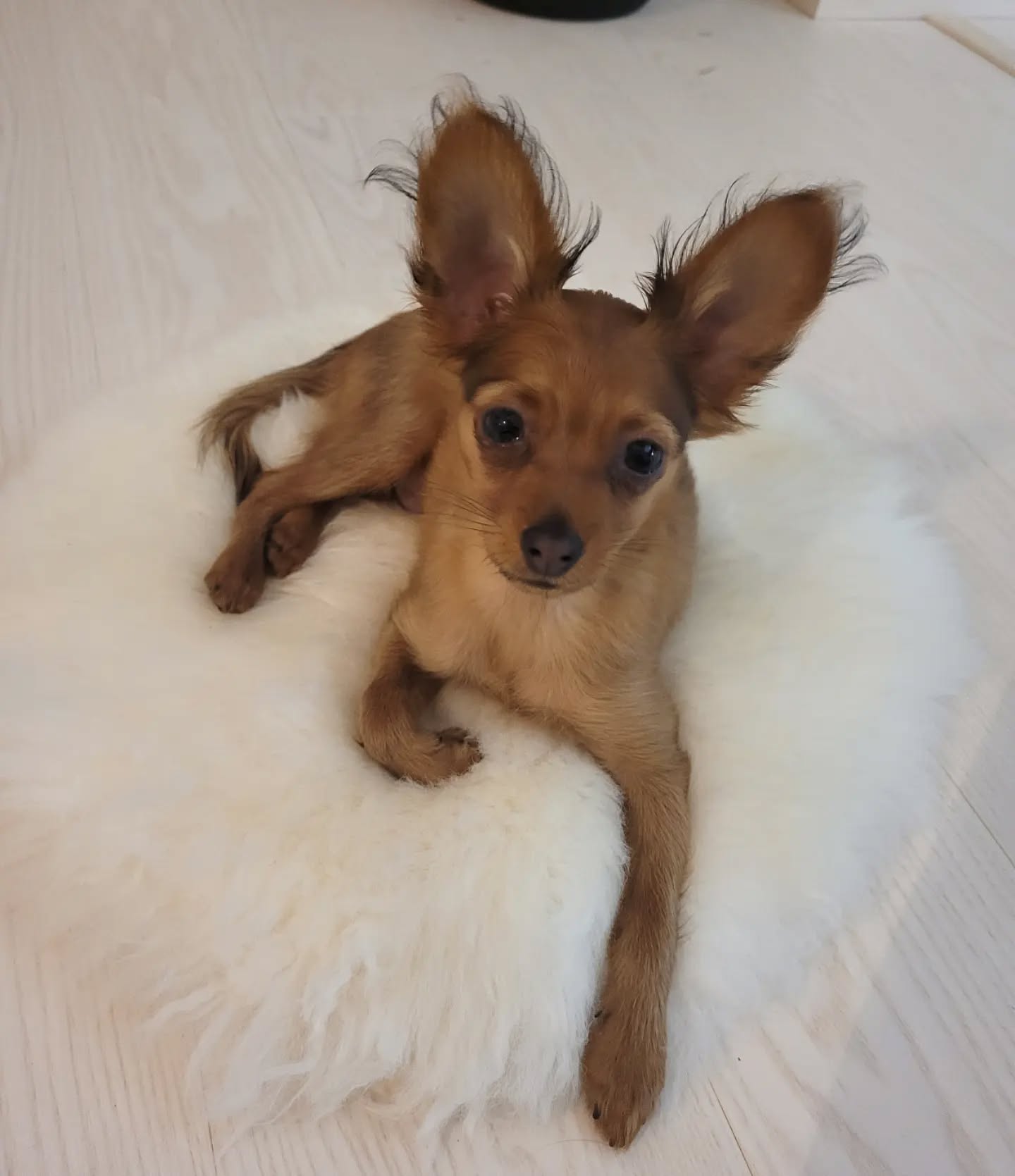 Taneli