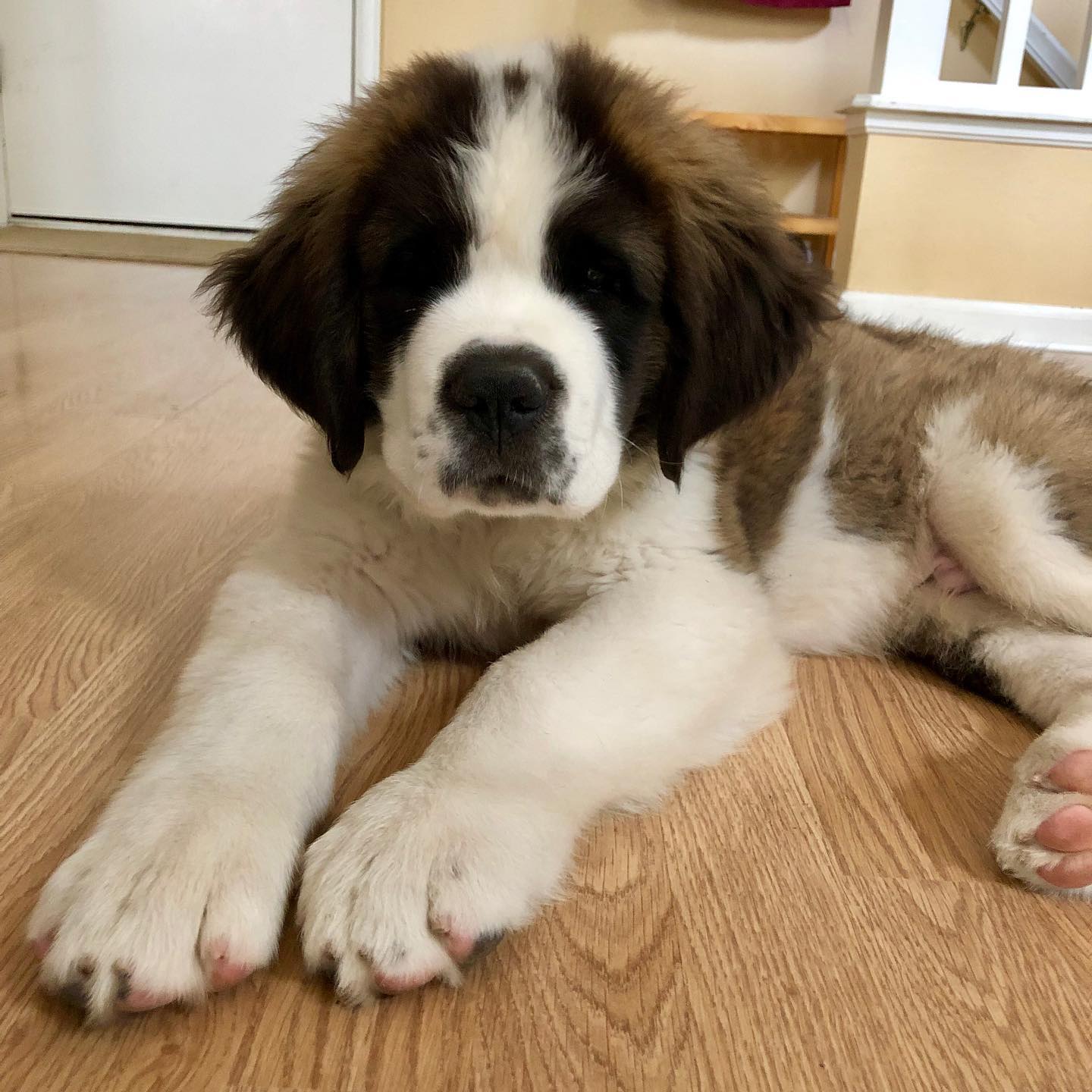 Leo