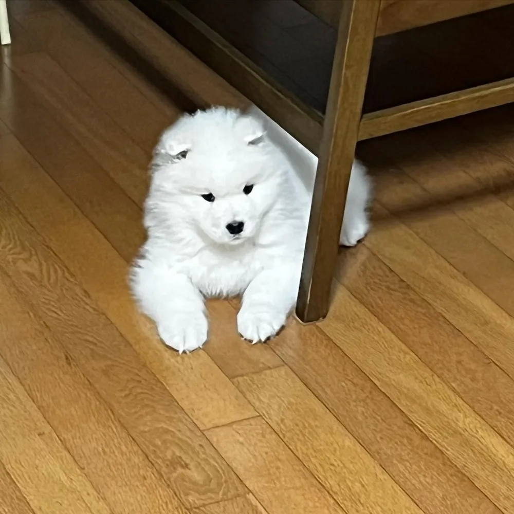 Siru
