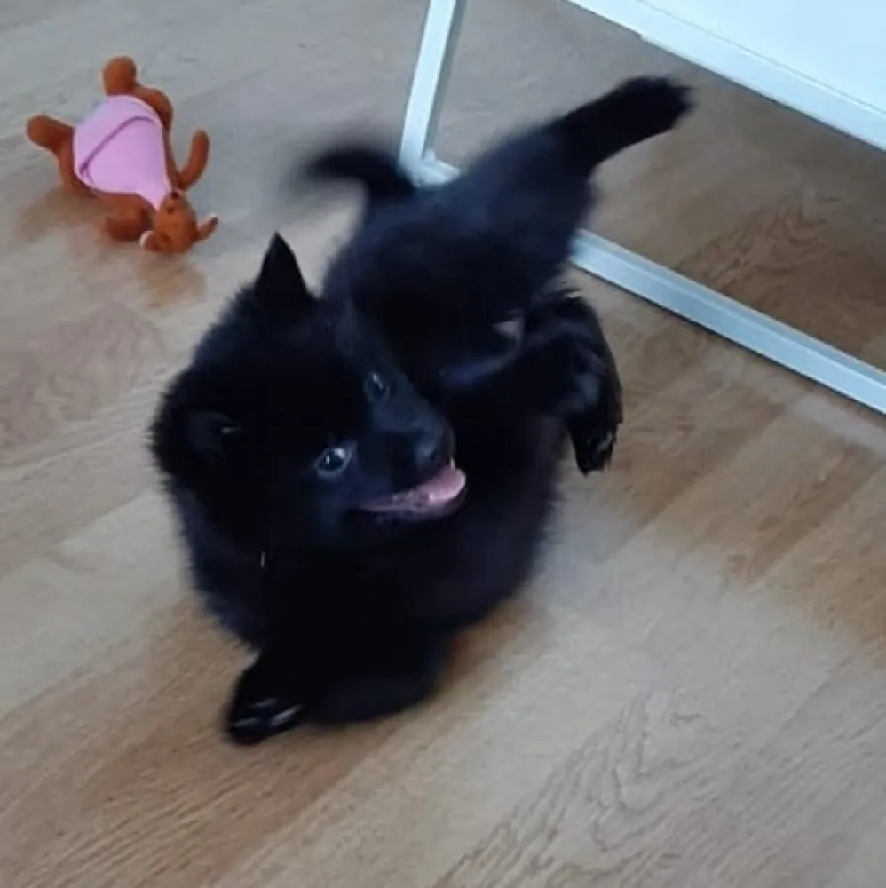 Nova