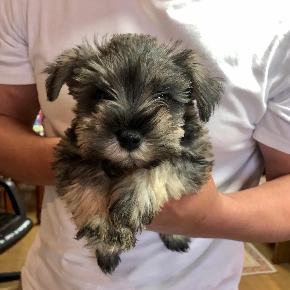 Schnauzer