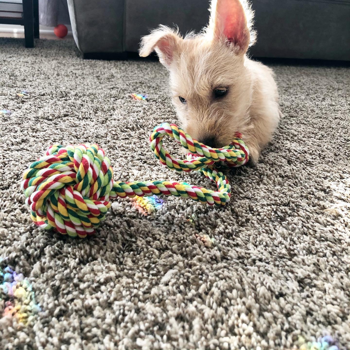 Scottish Terrier