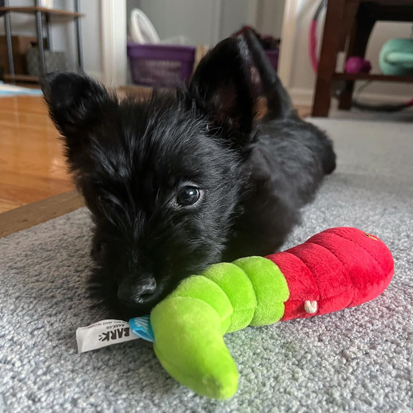 Koda