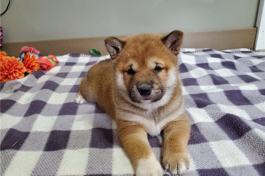 Shiba Inu