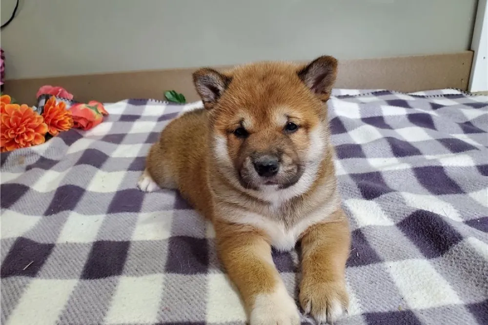Shiba Inu